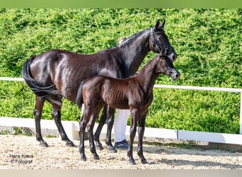 Österreichisches Warmblut, Hengst, Fohlen (04/2024), Rappe