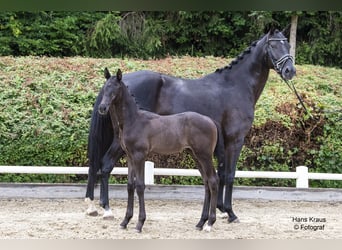 Österreichisches Warmblut, Hengst, Fohlen (05/2024), Rappe