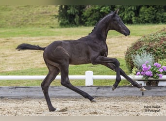 Österreichisches Warmblut, Hengst, Fohlen (05/2024), Rappe