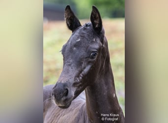 Österreichisches Warmblut, Hengst, Fohlen (05/2024), Rappe