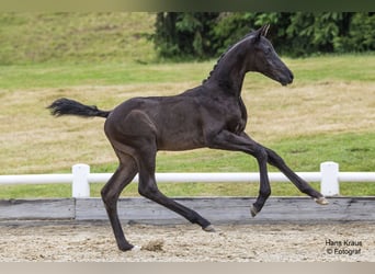 Österreichisches Warmblut, Hengst, Fohlen (05/2024), Rappe