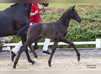 Österreichisches Warmblut, Hengst, Fohlen (05/2024), Rappe