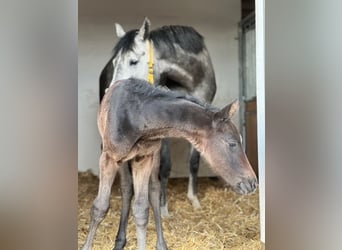 Österreichisches Warmblut, Hengst, Fohlen (03/2025), Schimmel