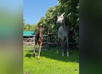 Österreichisches Warmblut, Hengst, Fohlen (03/2025), Schimmel