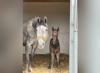 Österreichisches Warmblut, Hengst, Fohlen (03/2025), Schimmel