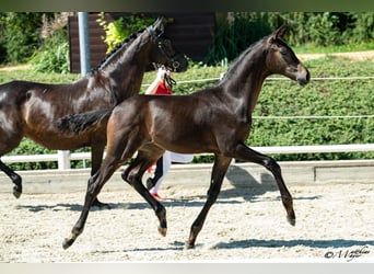Österreichisches Warmblut, Hengst, Fohlen (05/2026), Schwarzbrauner