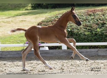 Österreichisches Warmblut, Hengst, Fohlen (05/2024), Schwarzbrauner