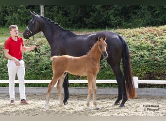 Österreichisches Warmblut, Hengst, Fohlen (05/2024), Schwarzbrauner