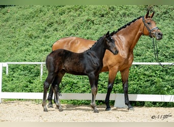 Österreichisches Warmblut, Hengst, Fohlen (04/2026), Schwarzbrauner