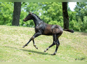 Österreichisches Warmblut, Hengst, Fohlen (04/2026), Schwarzbrauner