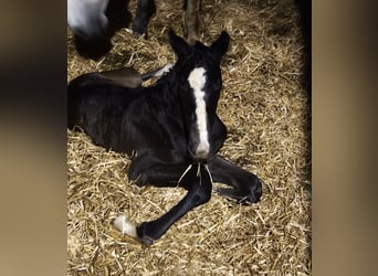 Österreichisches Warmblut, Hengst, 