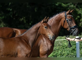 Österreichisches Warmblut, Hengst, Fohlen (01/2026)