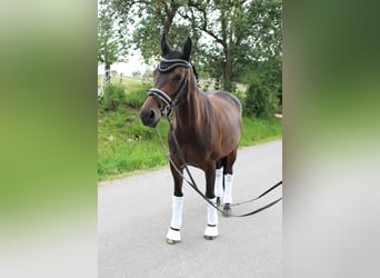 Österreichisches Warmblut, Stute, 10 Jahre, 162 cm