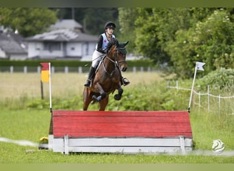 Österreichisches Warmblut, Stute, 10 Jahre, 165 cm, Dunkelbrauner