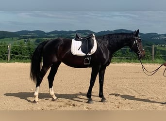 Österreichisches Warmblut, Stute, 10 Jahre, 168 cm, Dunkelbrauner