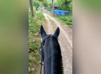 Österreichisches Warmblut, Stute, 10 Jahre, 168 cm, Dunkelbrauner
