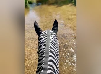Österreichisches Warmblut, Stute, 10 Jahre, 168 cm, Dunkelbrauner