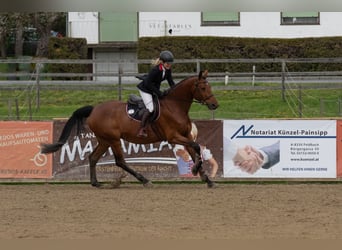 Österreichisches Warmblut, Stute, 10 Jahre, 170 cm, Brauner