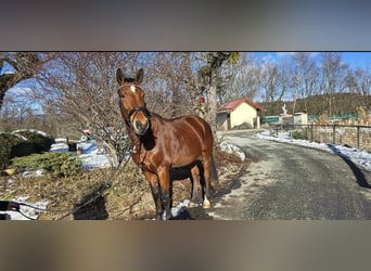 Österreichisches Warmblut, Stute, 10 Jahre, 170 cm, Brauner