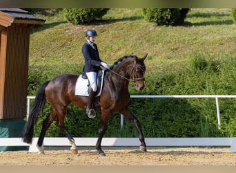 Österreichisches Warmblut, Stute, 10 Jahre, 172 cm, Brauner