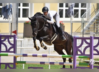 Österreichisches Warmblut, Stute, 10 Jahre, 172 cm, Rappe