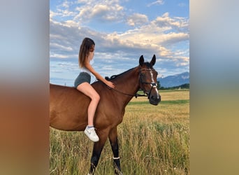 Österreichisches Warmblut, Stute, 10 Jahre, 173 cm, Brauner