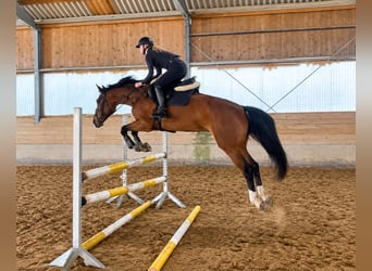 Österreichisches Warmblut, Stute, 10 Jahre, 173 cm, Brauner
