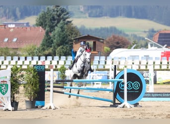 Österreichisches Warmblut, Stute, 10 Jahre, 173 cm, Schimmel