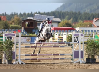 Österreichisches Warmblut, Stute, 10 Jahre, 173 cm, Schimmel