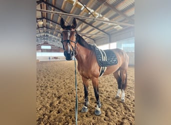Österreichisches Warmblut, Stute, 10 Jahre, 175 cm, Brauner
