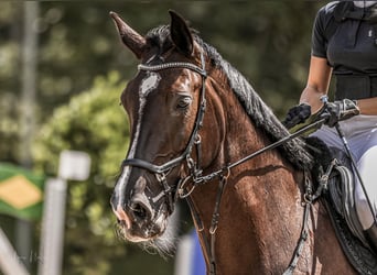 Österreichisches Warmblut, Stute, 10 Jahre, 180 cm, Rappe