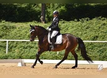 Österreichisches Warmblut, Stute, 11 Jahre, 162 cm, Brauner