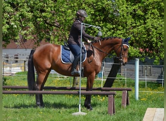 Österreichisches Warmblut, Stute, 11 Jahre, 165 cm, Brauner