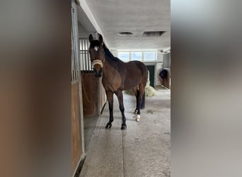 Österreichisches Warmblut, Stute, 11 Jahre, 167 cm, Brauner