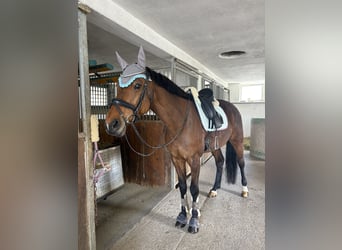 Österreichisches Warmblut, Stute, 11 Jahre, 167 cm, Brauner