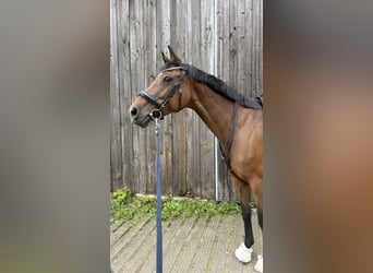 Österreichisches Warmblut, Stute, 11 Jahre, 167 cm, Brauner