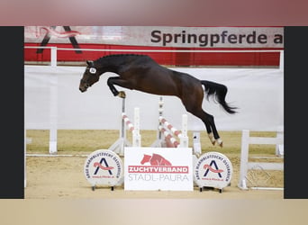 Österreichisches Warmblut, Stute, 11 Jahre, 168 cm, Brauner