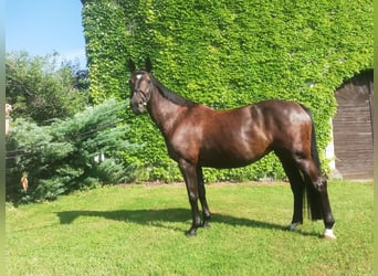 Österreichisches Warmblut, Stute, 11 Jahre, 170 cm, Schwarzbrauner