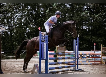 Österreichisches Warmblut, Stute, 11 Jahre, 170 cm, Schwarzbrauner