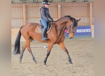 Österreichisches Warmblut, Stute, 11 Jahre, 172 cm, Brauner