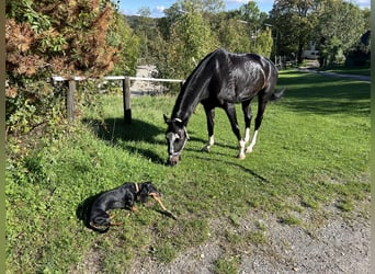 Österreichisches Warmblut, Stute, 11 Jahre, 173 cm, Brauner