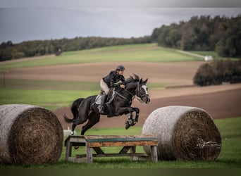Österreichisches Warmblut, Stute, 11 Jahre, 173 cm, Brauner
