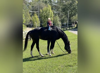 Österreichisches Warmblut, Stute, 11 Jahre, 173 cm, Brauner