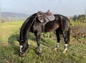Österreichisches Warmblut, Stute, 11 Jahre, 173 cm, Brauner