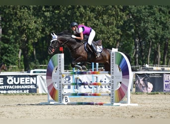 Österreichisches Warmblut, Stute, 11 Jahre, 173 cm, Brauner
