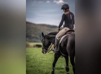 Österreichisches Warmblut, Stute, 11 Jahre, 173 cm, Brauner