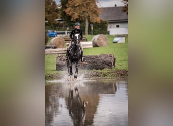 Österreichisches Warmblut, Stute, 11 Jahre, 173 cm, Brauner