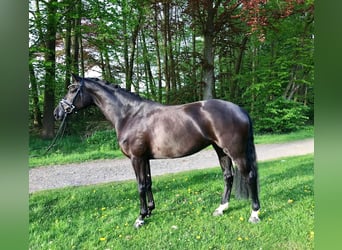 Österreichisches Warmblut, Stute, 12 Jahre, 168 cm, Rappe