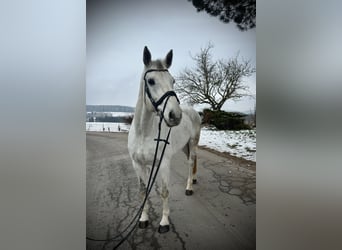 Österreichisches Warmblut, Stute, 12 Jahre, 168 cm, Schimmel