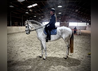 Österreichisches Warmblut, Stute, 12 Jahre, 168 cm, Schimmel